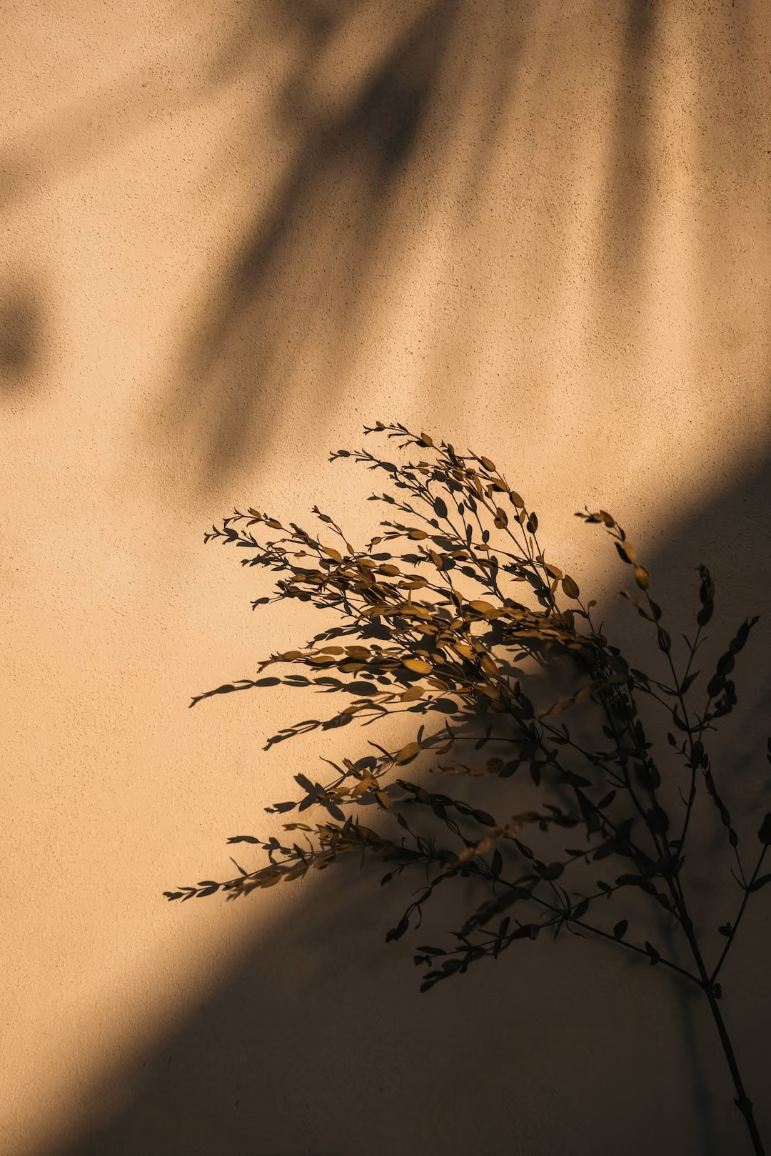 Tree overshadowing a wall with sunset lighting.