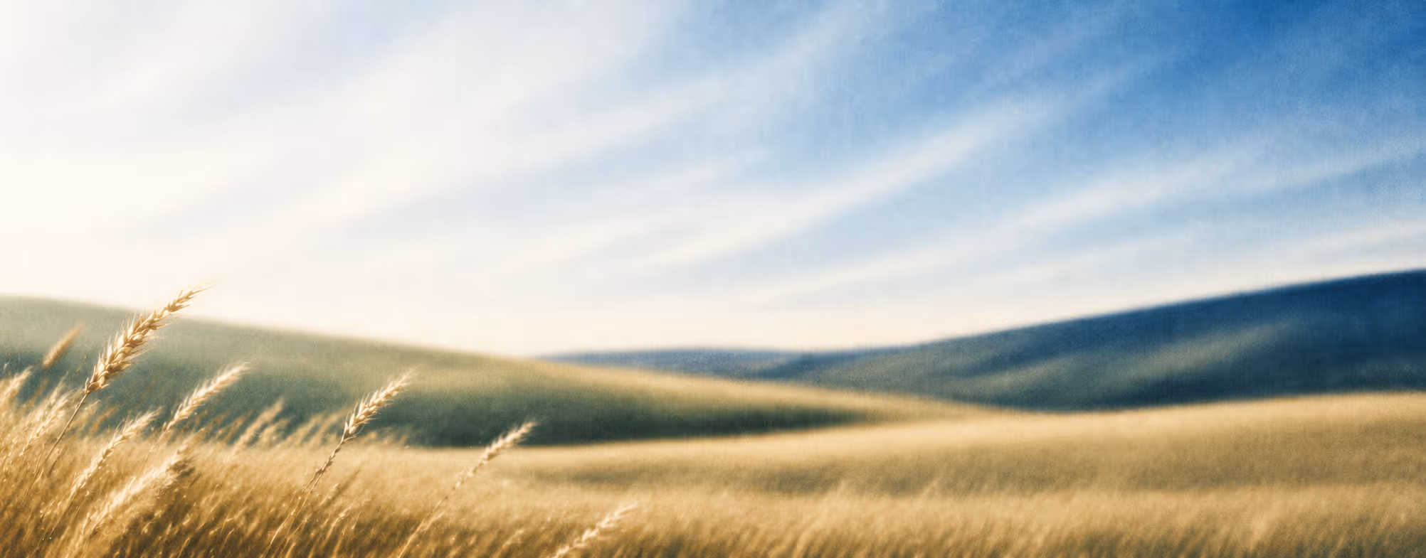 banner image