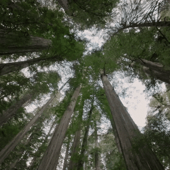 View looking up at tall green trees with thick trunks in a forest under a partly cloudy sky.