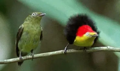 Two birds perched on a branch, one with green feathers and the other with a bright red and yellow face and a black feathery crest.