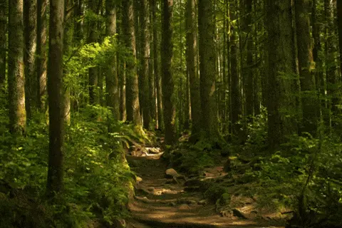 Sunlit forest trail surrounded by tall trees and dense green foliage.