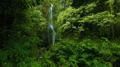 Tall waterfall cascading down lush green forest surrounded by dense foliage and ferns.