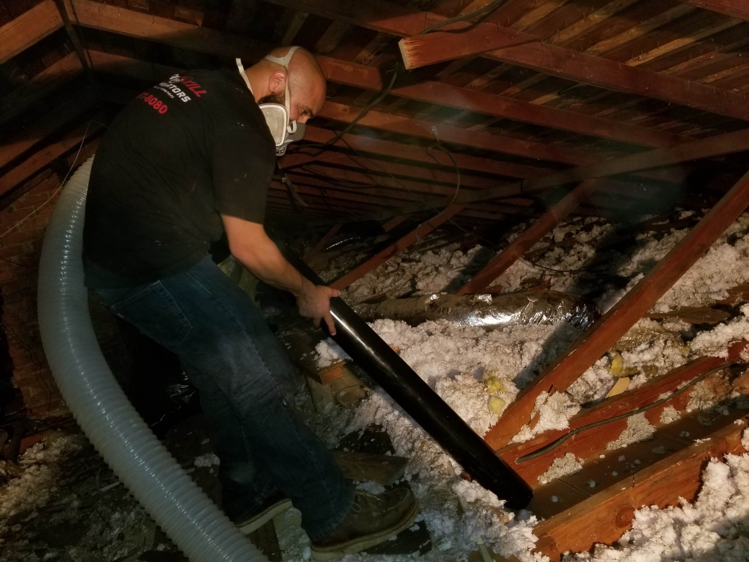 Pro Kill technician removing insulation contaminated by rat droppings and urine in a Riverside attic