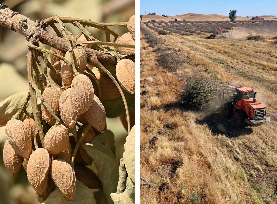 drought_almonds