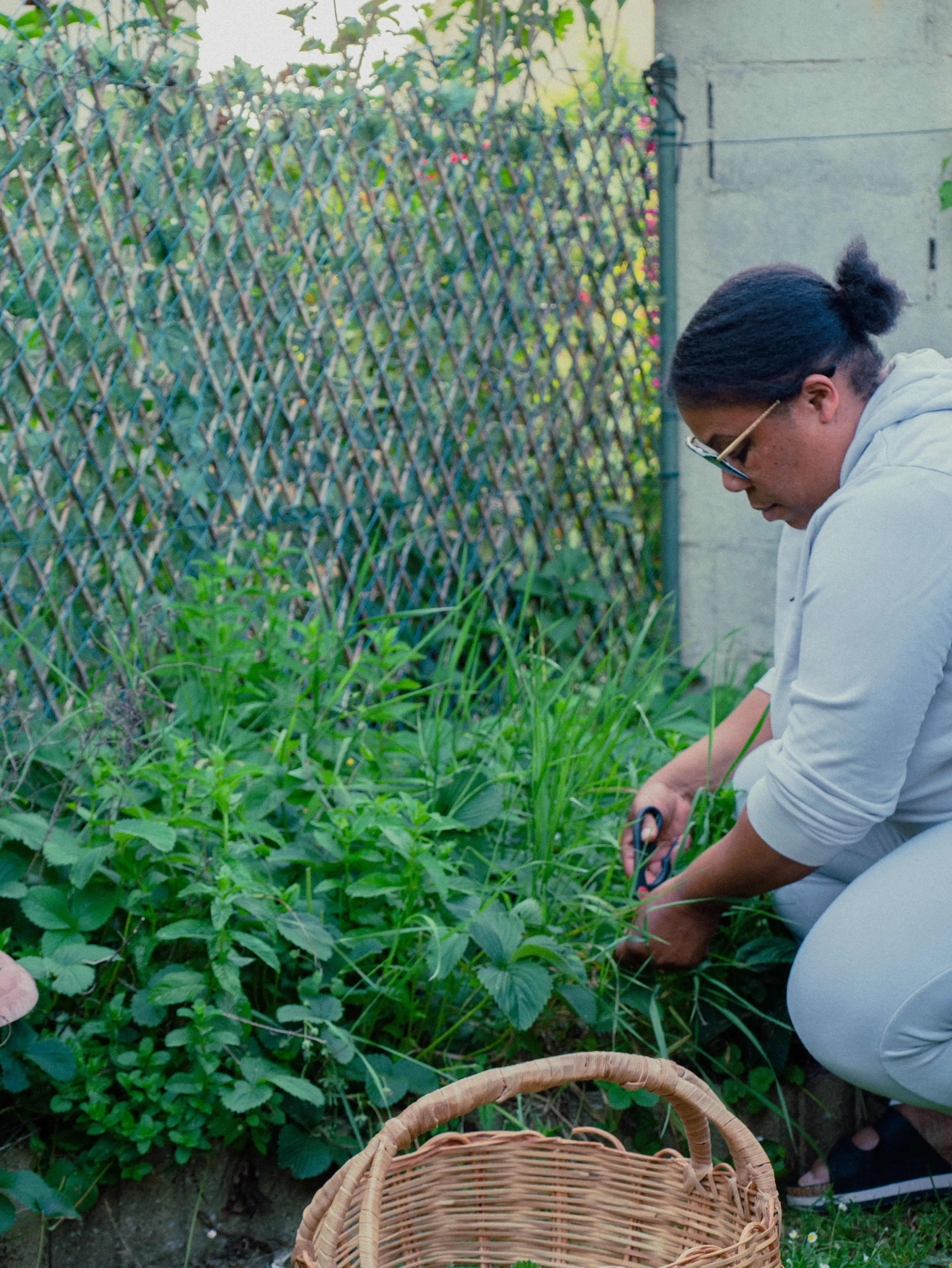 Person wearing glasses and a light hoodie harvesting herbs with scissors in a garden patch near a fence.