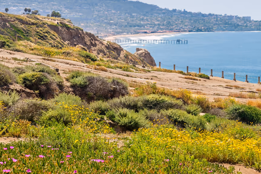 Coastal cliffs with wildflowers in the foreground and a pier extending into the ocean under a clear blue sky.