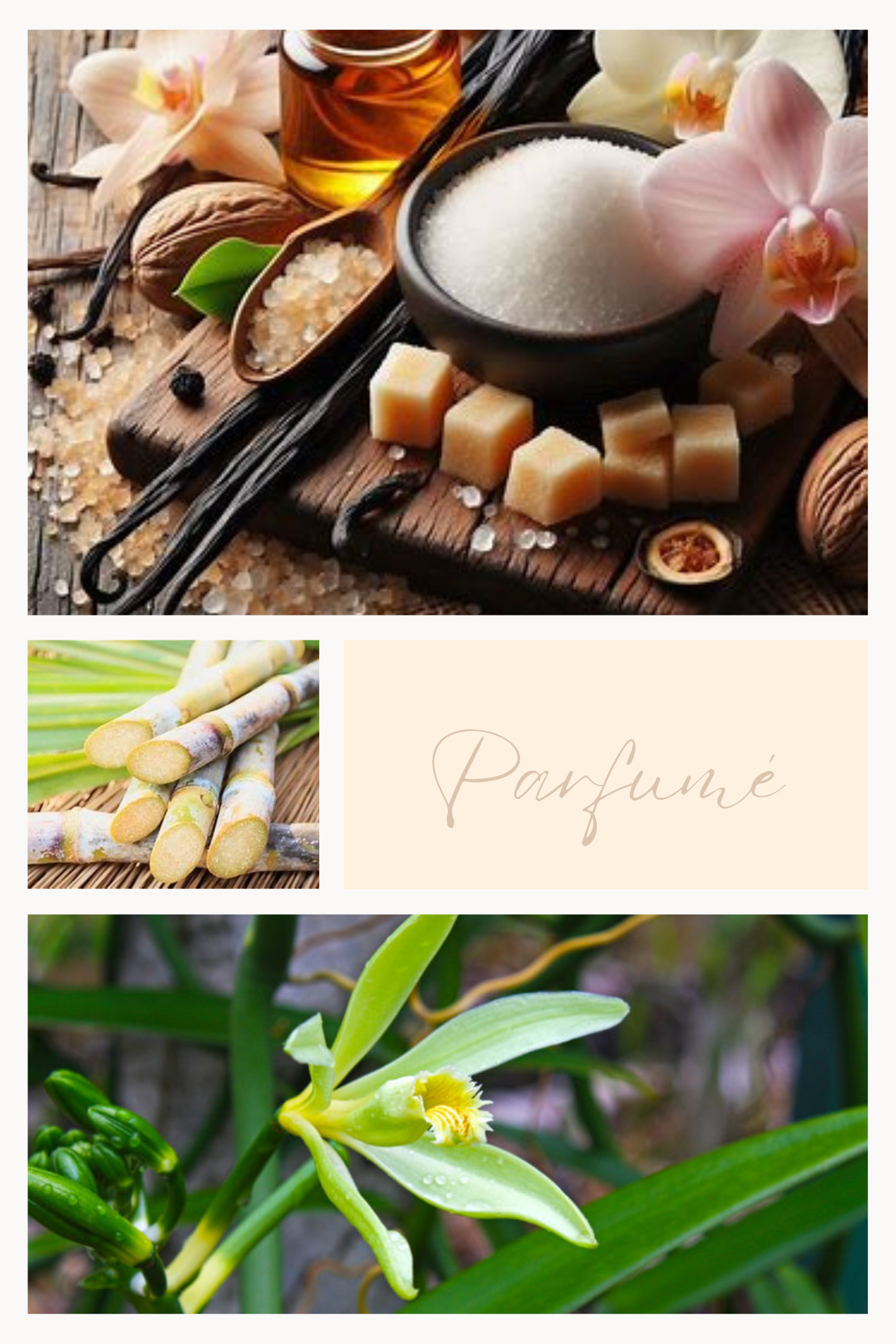 SUCRE FLEURI - Gousse d'orchidée vanille – sucre Feuillages du Monde