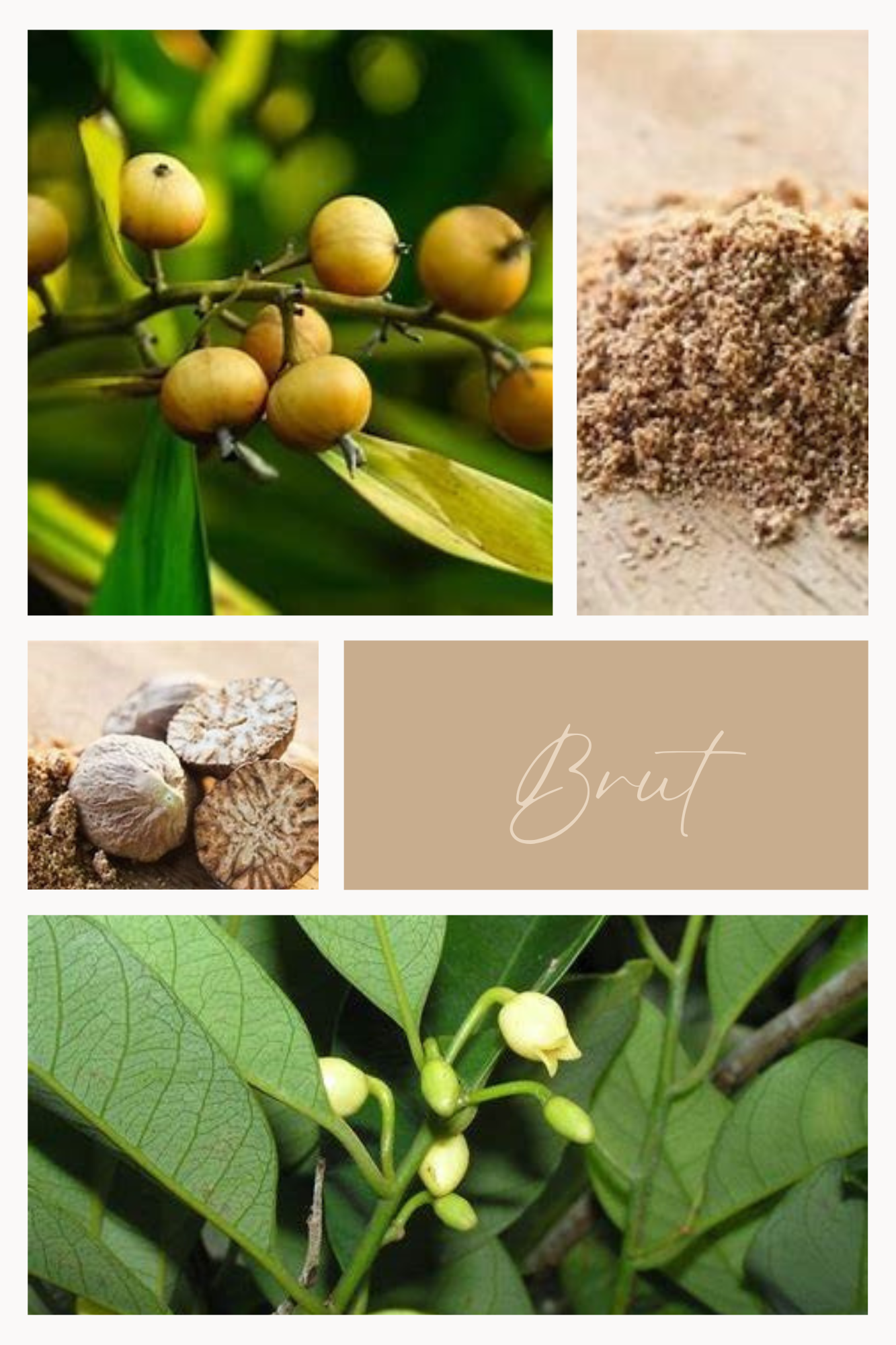 EPICE BRUTE - Muscade – épice Feuillages du Monde