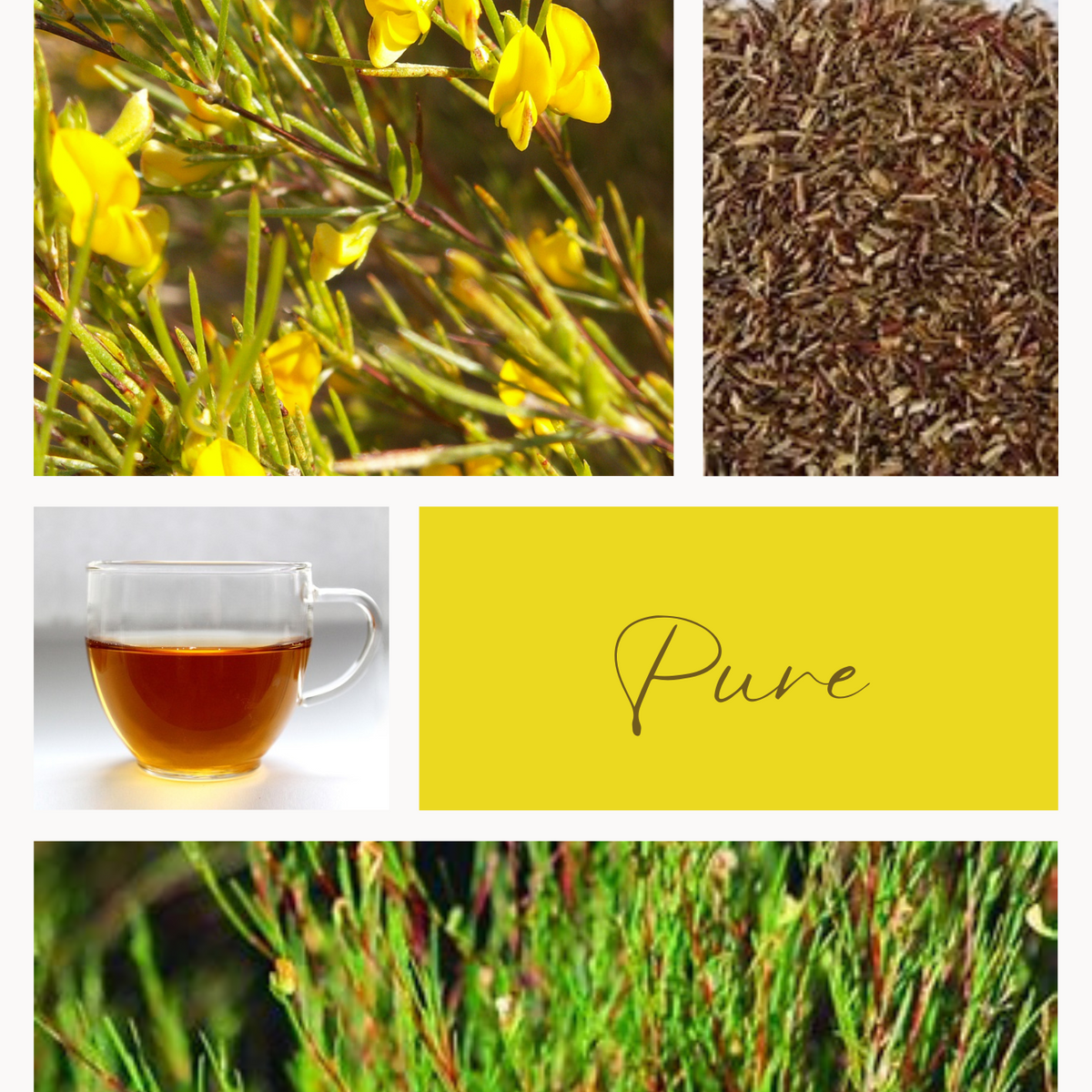 ROOIBOS PUR BIO - Infusion pure – infusion Feuillages du Monde