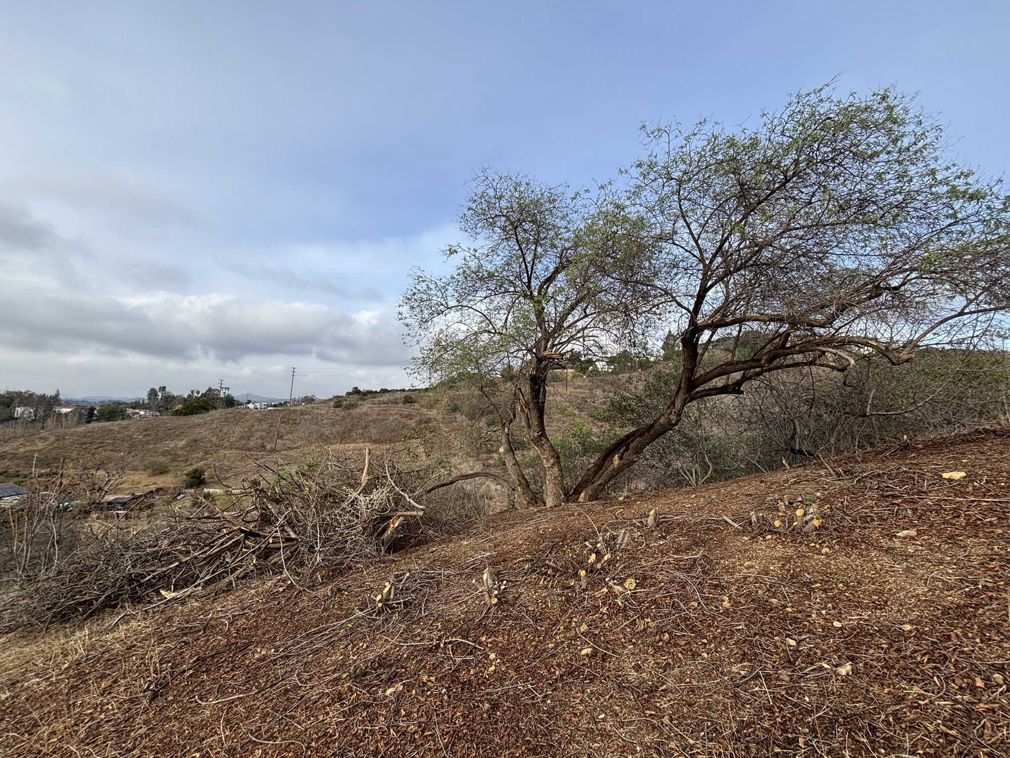Damaged black walnut tree on Elephant Hill