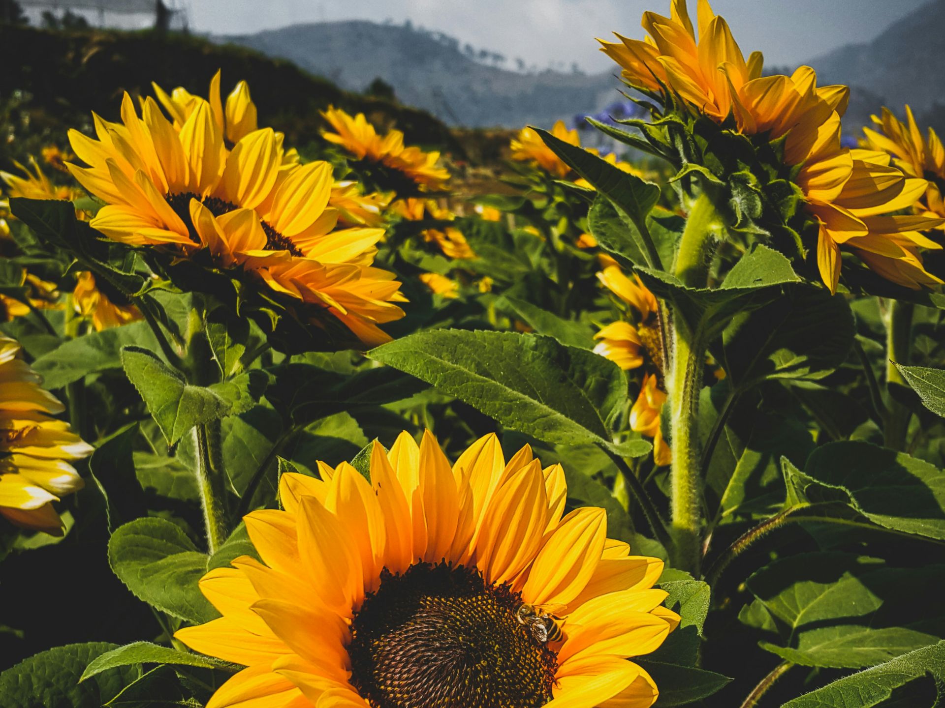 Bright yellow sunflowers with green leaves in a field against a backdrop of hills and sky.