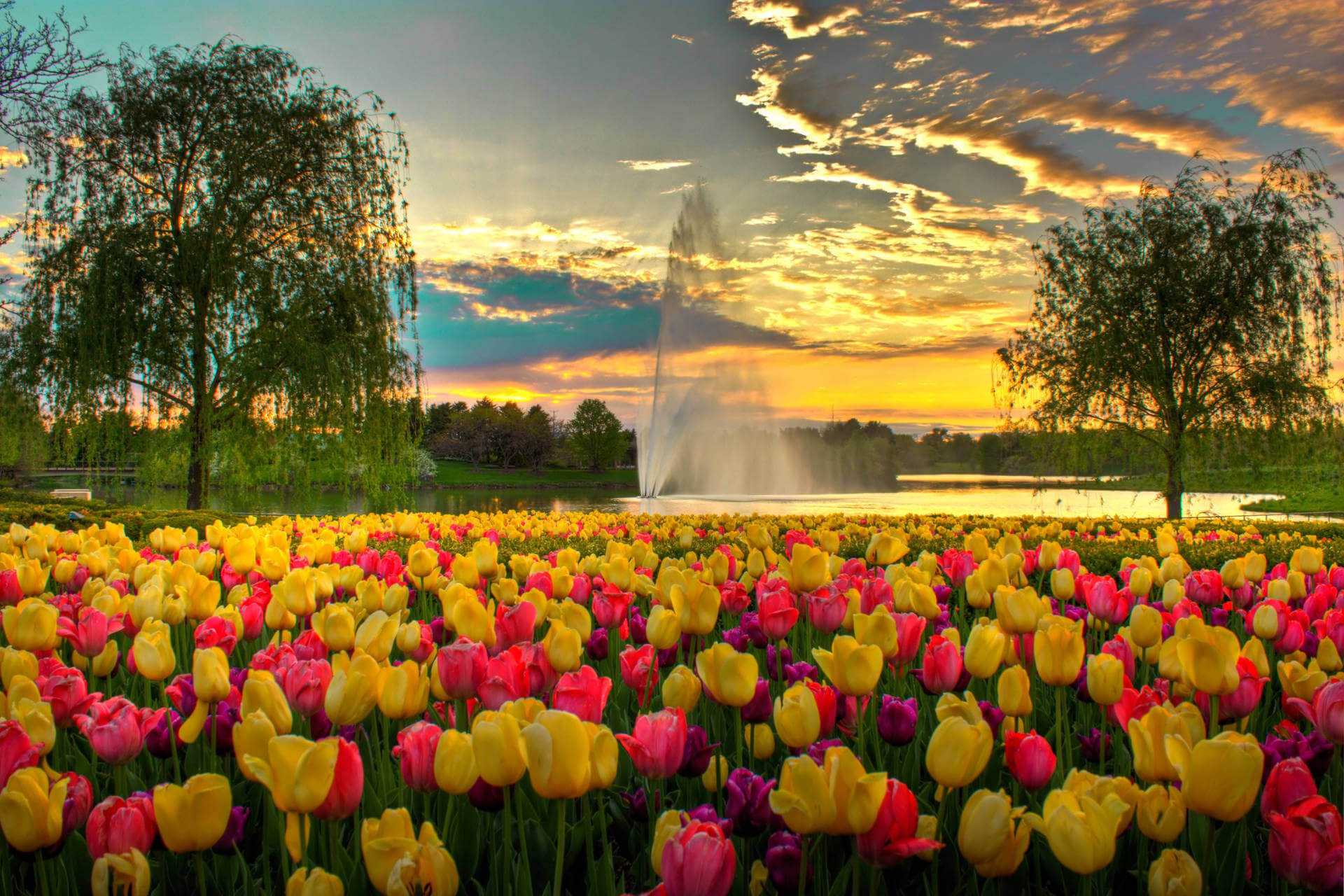 Holland Michigan Tulip Festival