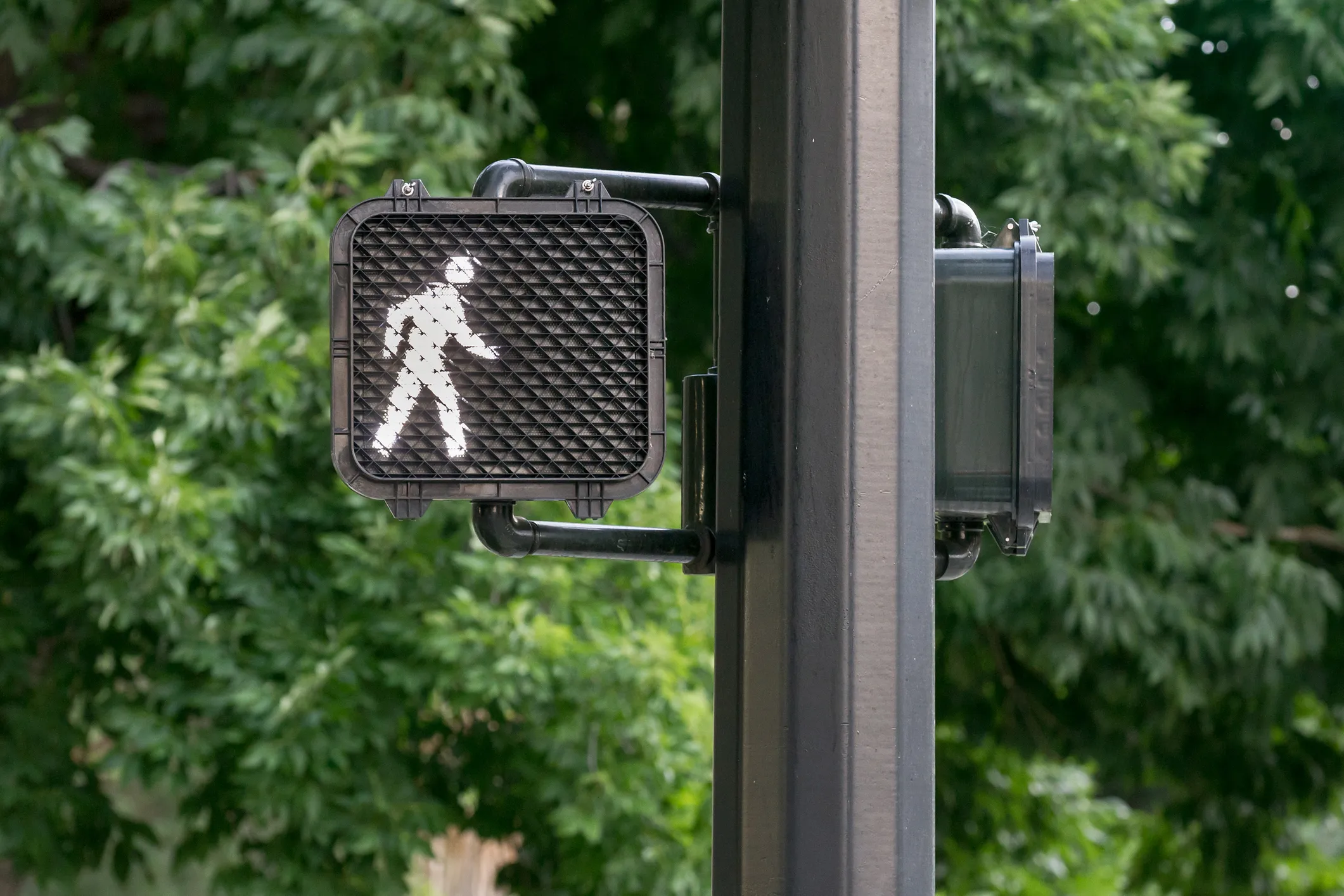 Walk signal glowing on a pedestrian crossing light against green trees