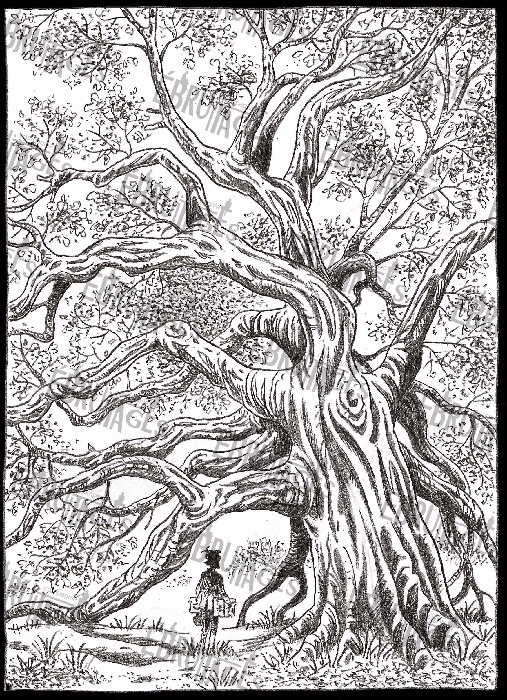 Dessin au trait d’un grand arbre avec un humain en tenue d’explorateur en bas.