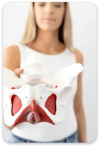 Dr. Lynne DiPirro holding a pelvis model that shows the pelvic floor muscles