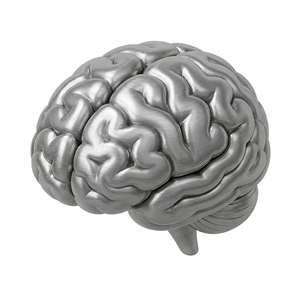 Gray 3D illustration of a human brain.