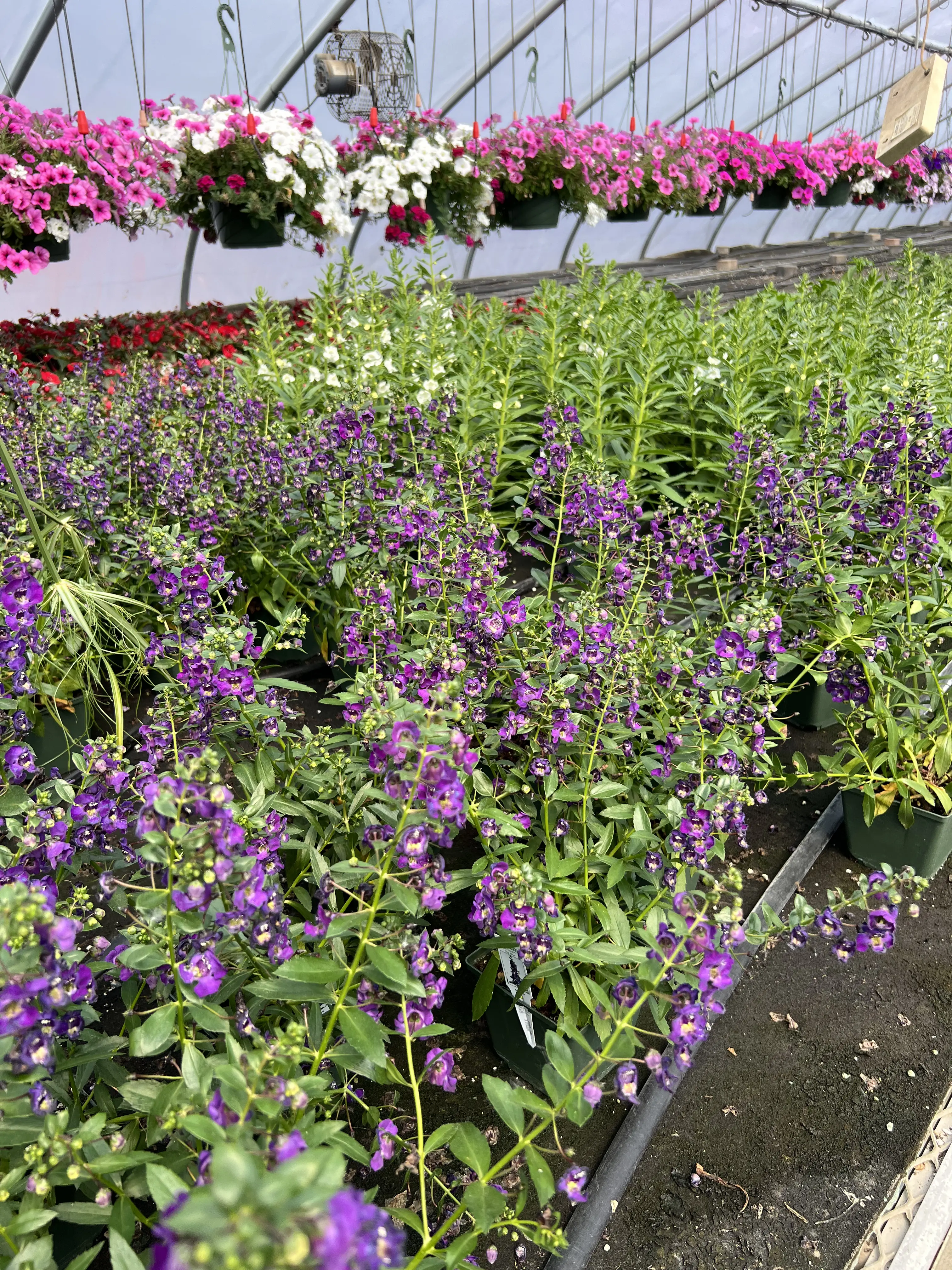 image of greenhouse setup