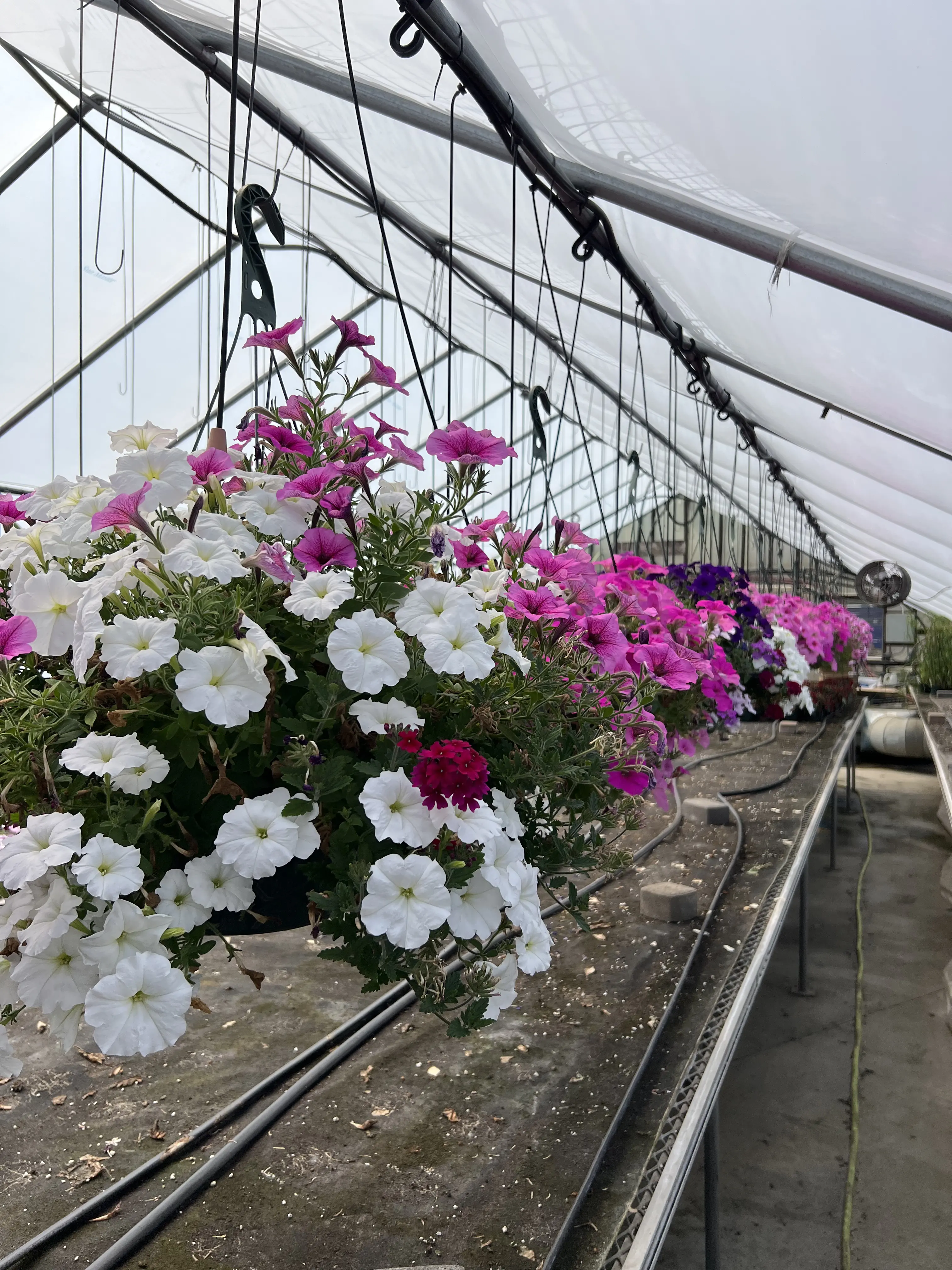 image of a reforestation project