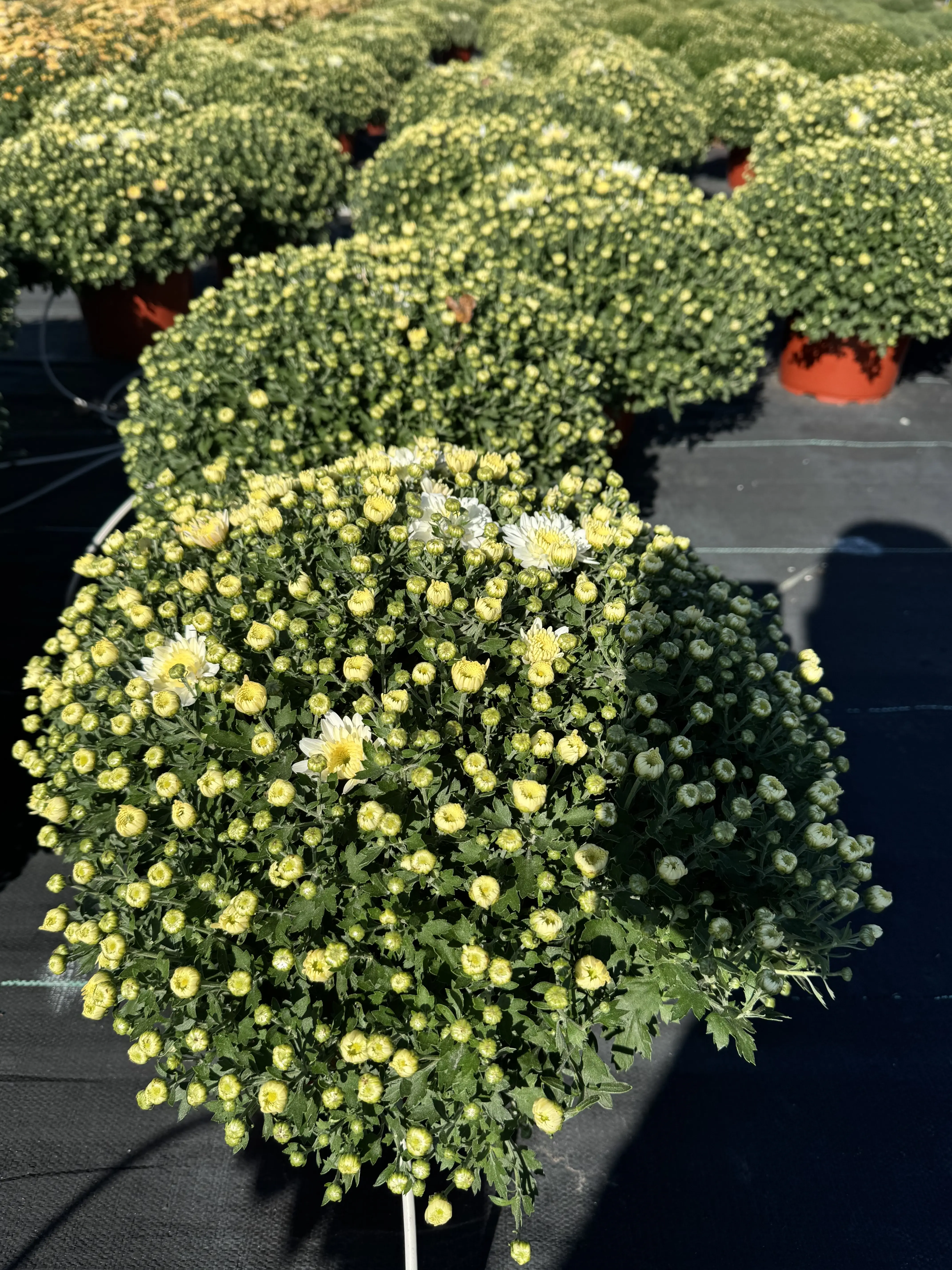 image of team in field work (for a food and agtech)