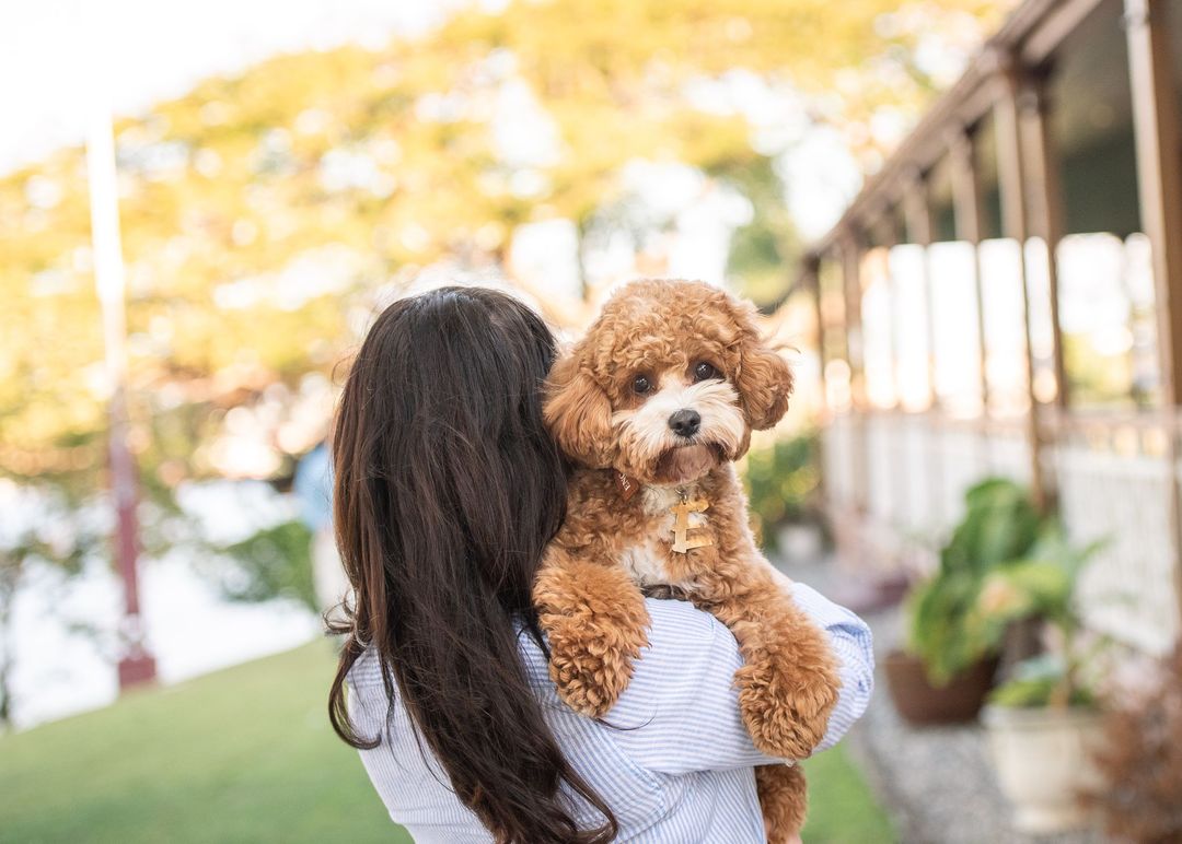 Enzo the cavoodle sitting in a garden