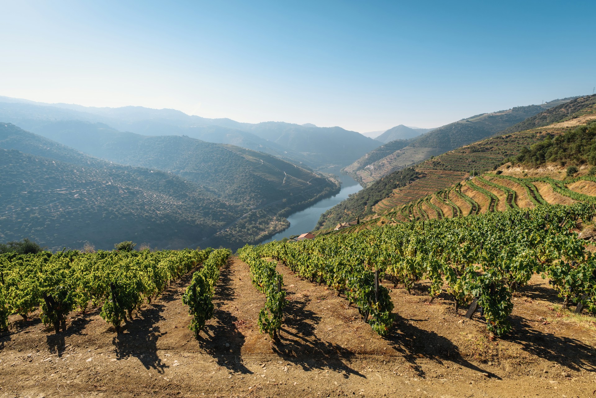 Vibrant green grapevines in rows on a high ridge overlooking a winding river valley