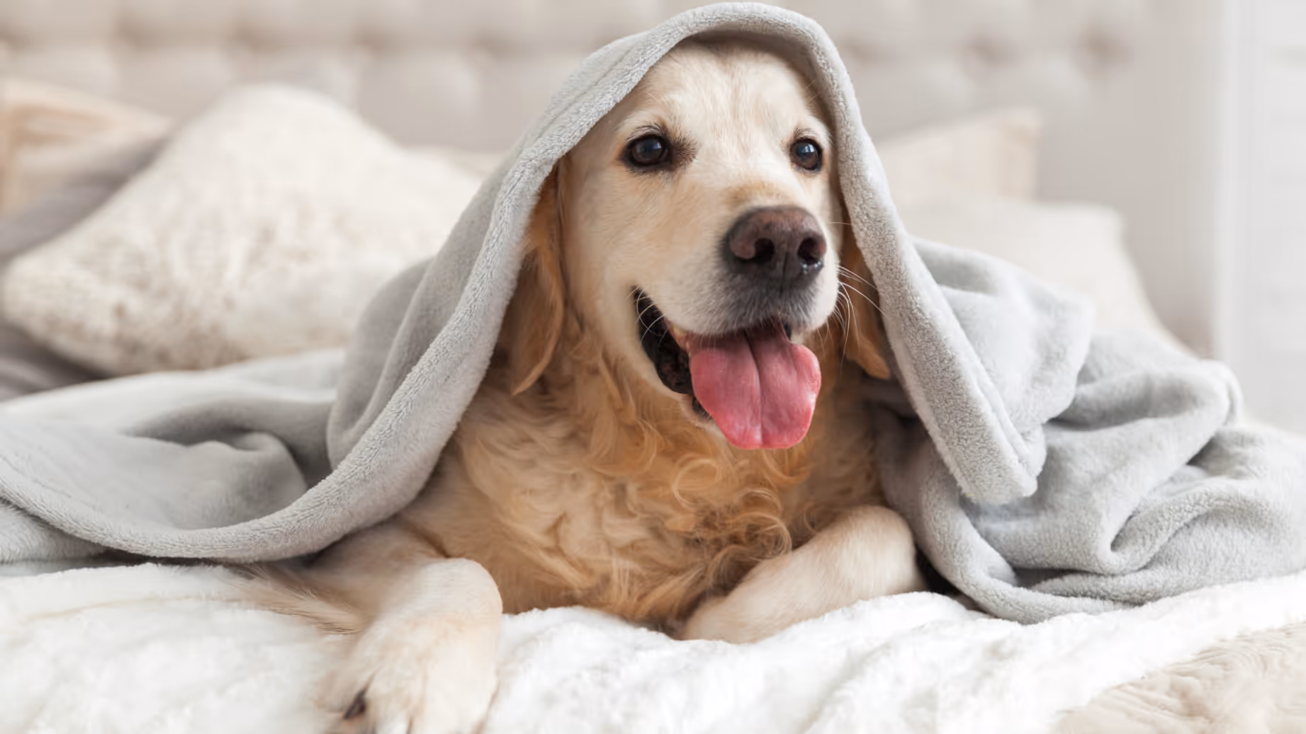 Dog in bedroom stock image