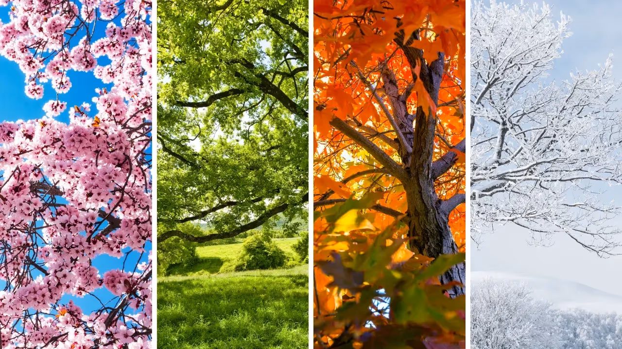Seasonal Cleaning Checklist: Get Your Home Ready for Every Season