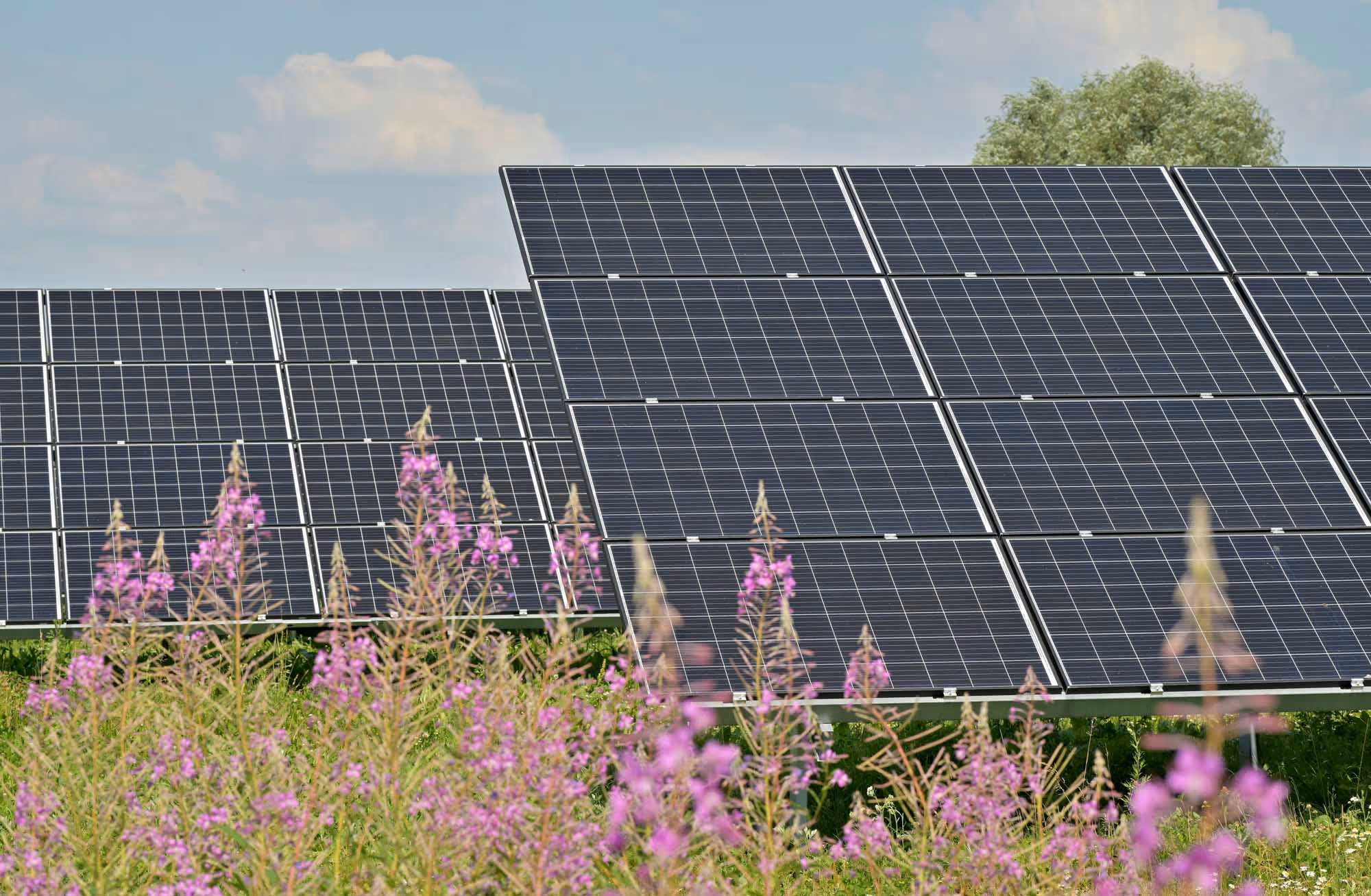 Rows of solar panels in a field with pink flowers in the foreground.