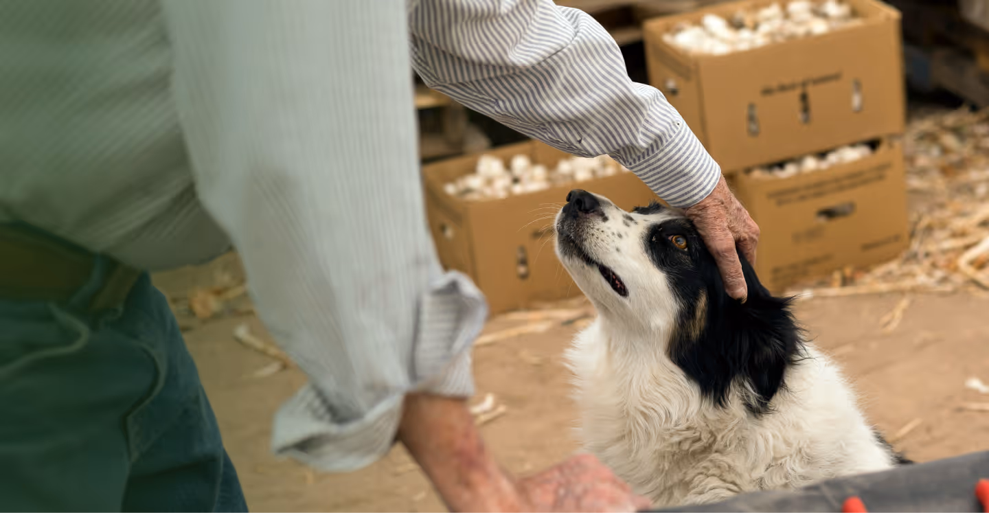 Veterinary Care Webflow Template – Hulio Care – Designed by Azwedo.com and Wedoflow.com