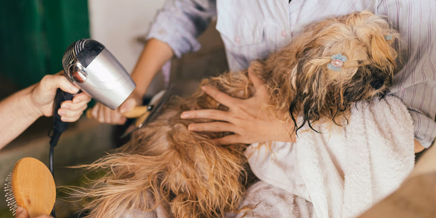 Veterinary Care Webflow Template – Hulio Care – Designed by Azwedo.com and Wedoflow.com