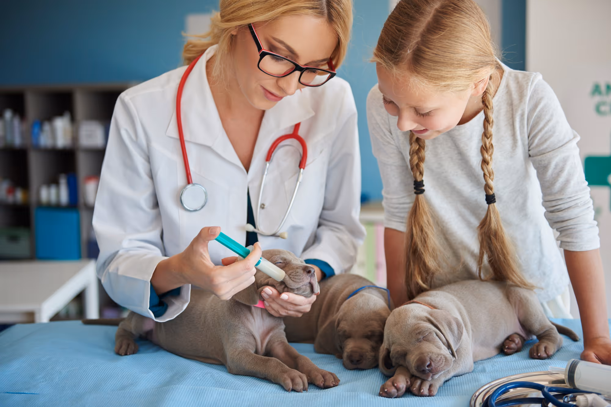 Veterinary Care Webflow Template – Hulio Care – Designed by Azwedo.com and Wedoflow.com