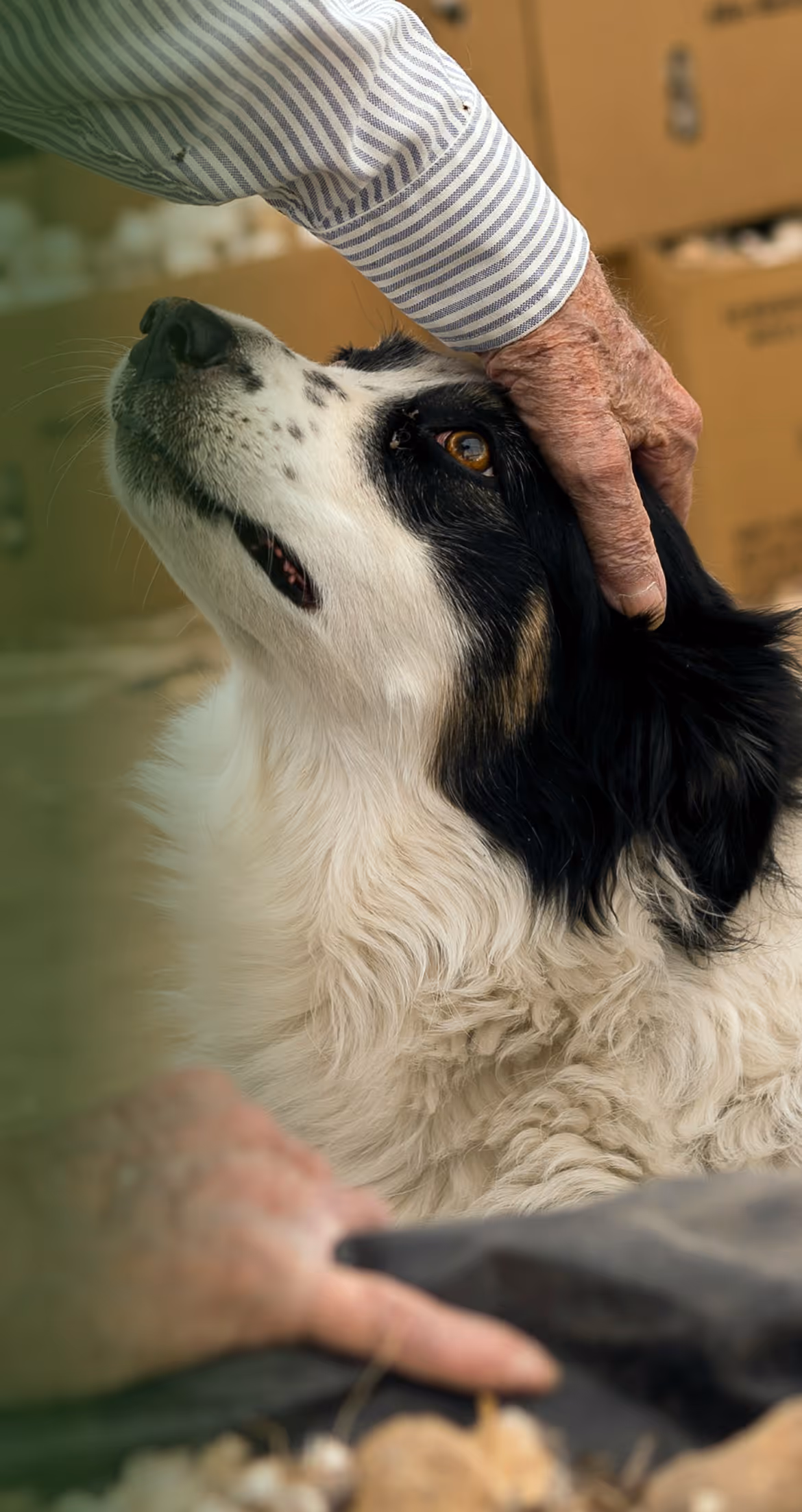 Veterinary Care Webflow Template – Hulio Care – Designed by Azwedo.com and Wedoflow.com