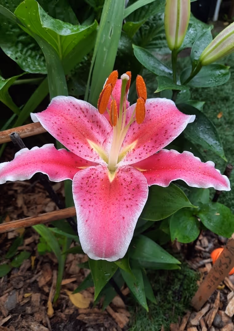 Close-up of a pink lily flower with orange stamens and green leaves in the background.
