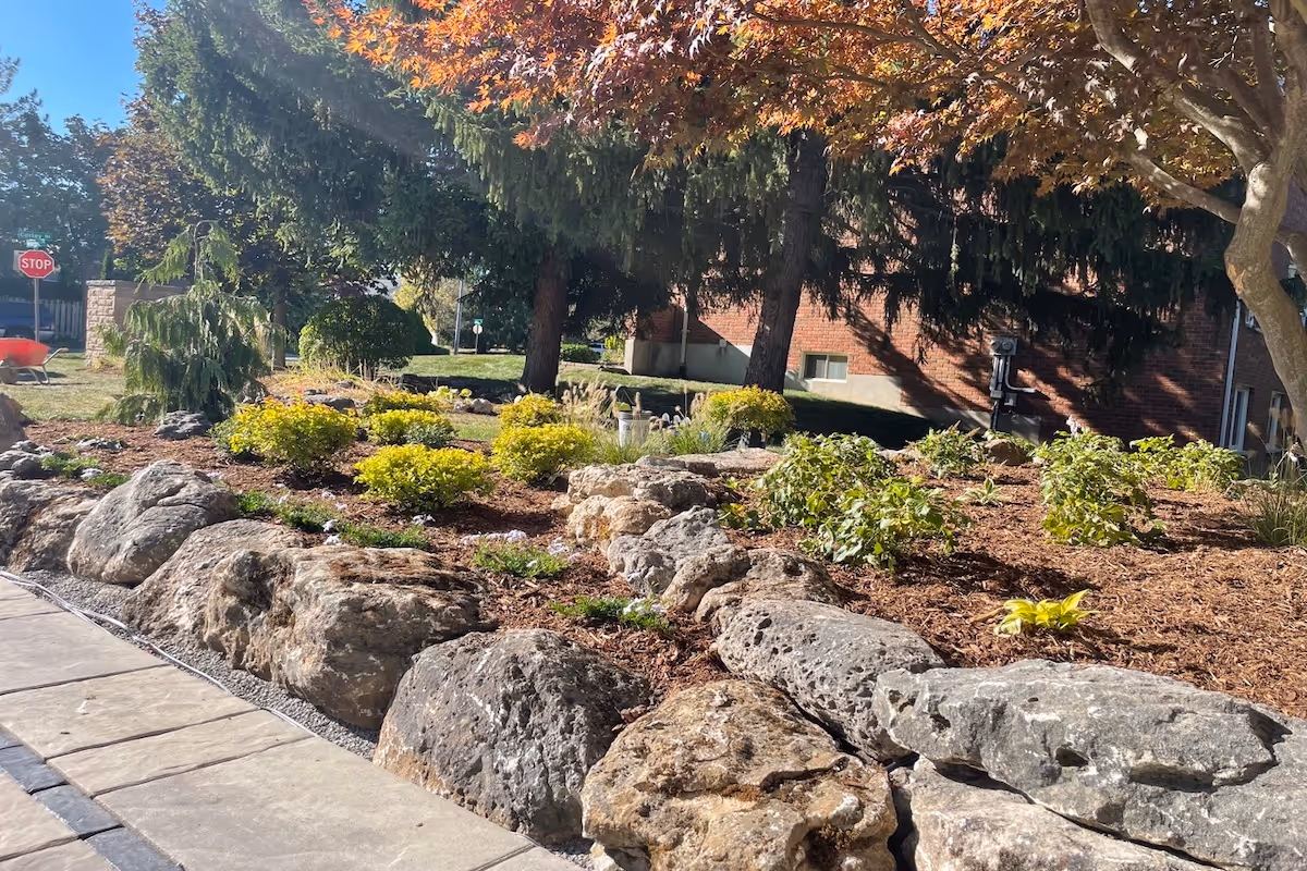 Landscaped garden bed with large rocks bordering small green shrubs and mulch under a tree with autumn foliage.