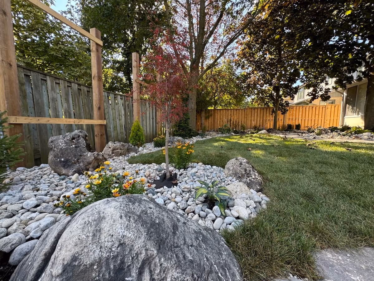 Backyard garden with green grass, large rocks, white pebbles, yellow flowers, and a small red-leafed tree, surrounded by wooden fences.