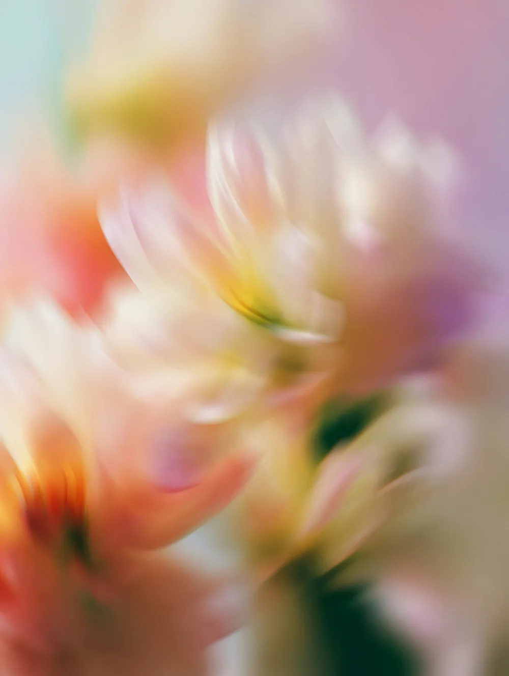 Soft-focus abstract close-up of pastel-colored flower petals with pink, yellow, and green hues.