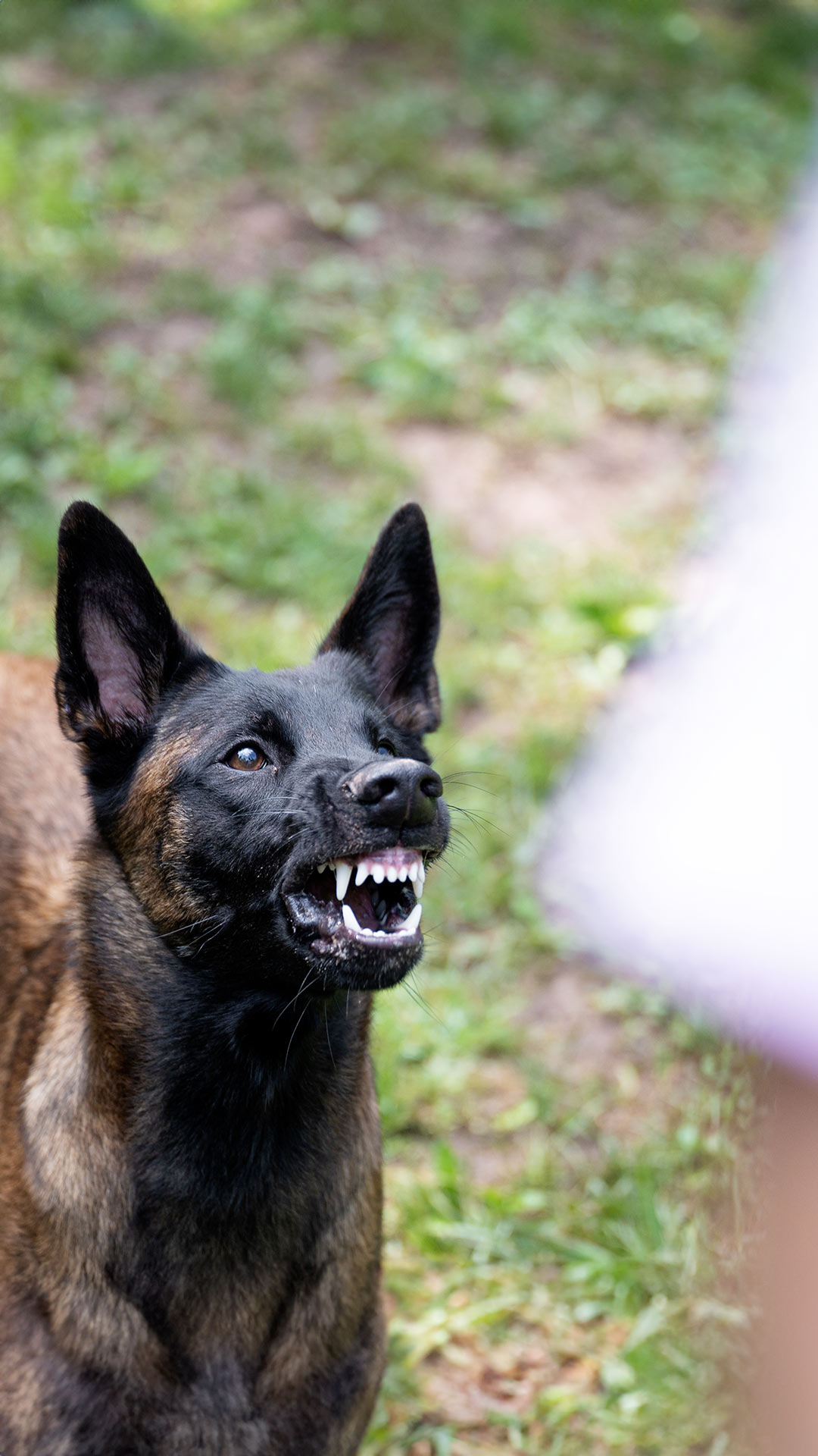 Ataque o mordida de perro