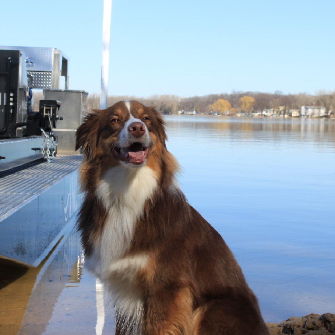 Dog riding on a boat on a sunny lake