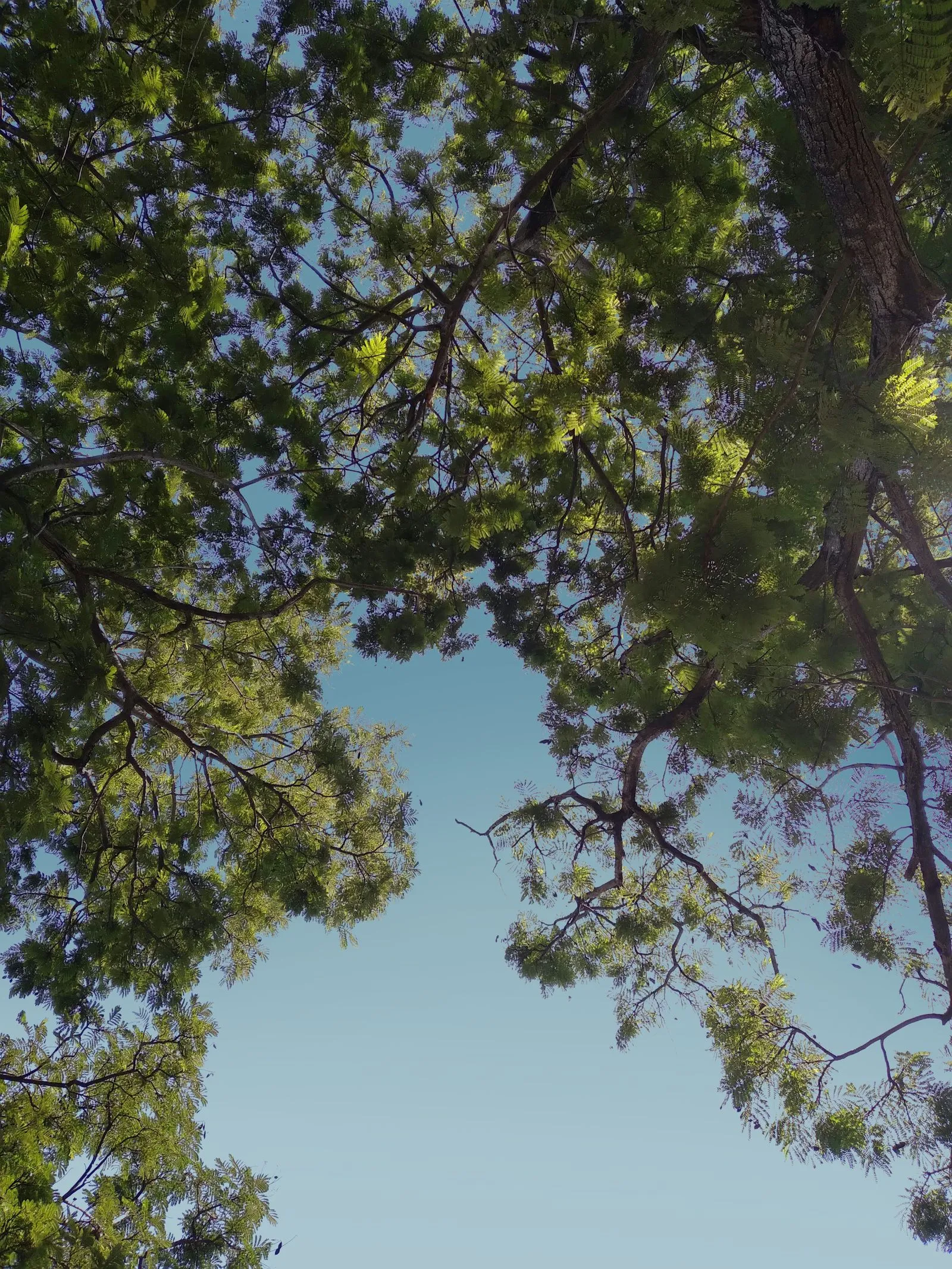 Tree branches with leaves in front of sky