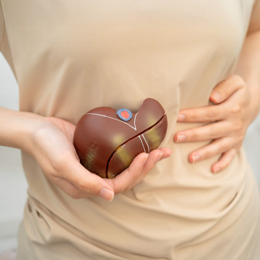 Person holding an anatomical liver model while indicating the upper abdomen, illustrating fatty liver disease and liver health concerns.