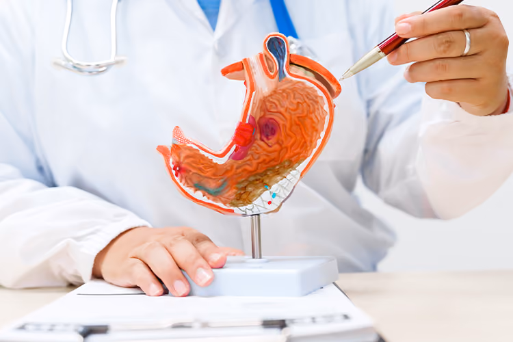 Doctor using a stomach model to explain digestive health and gastrointestinal conditions during a gastroenterology consultation.
