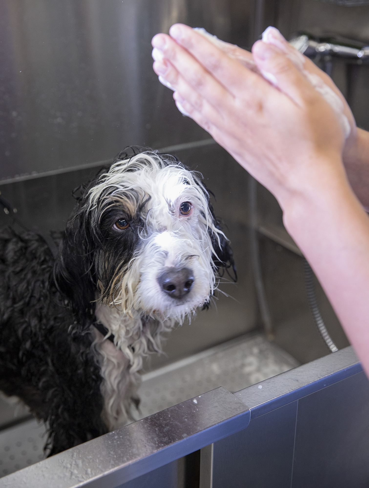 Photo of Harvey, or a favorite grooming moment