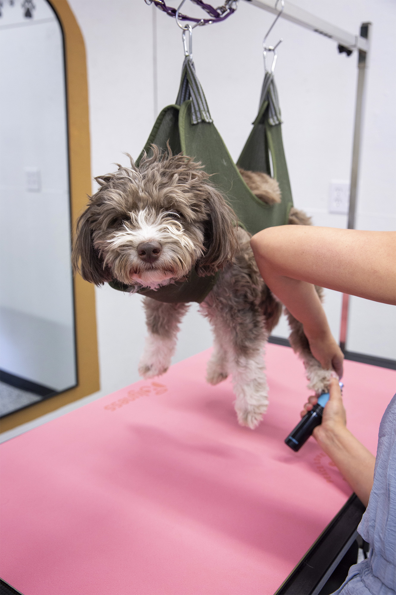 Photo of Harvey, or a favorite grooming moment