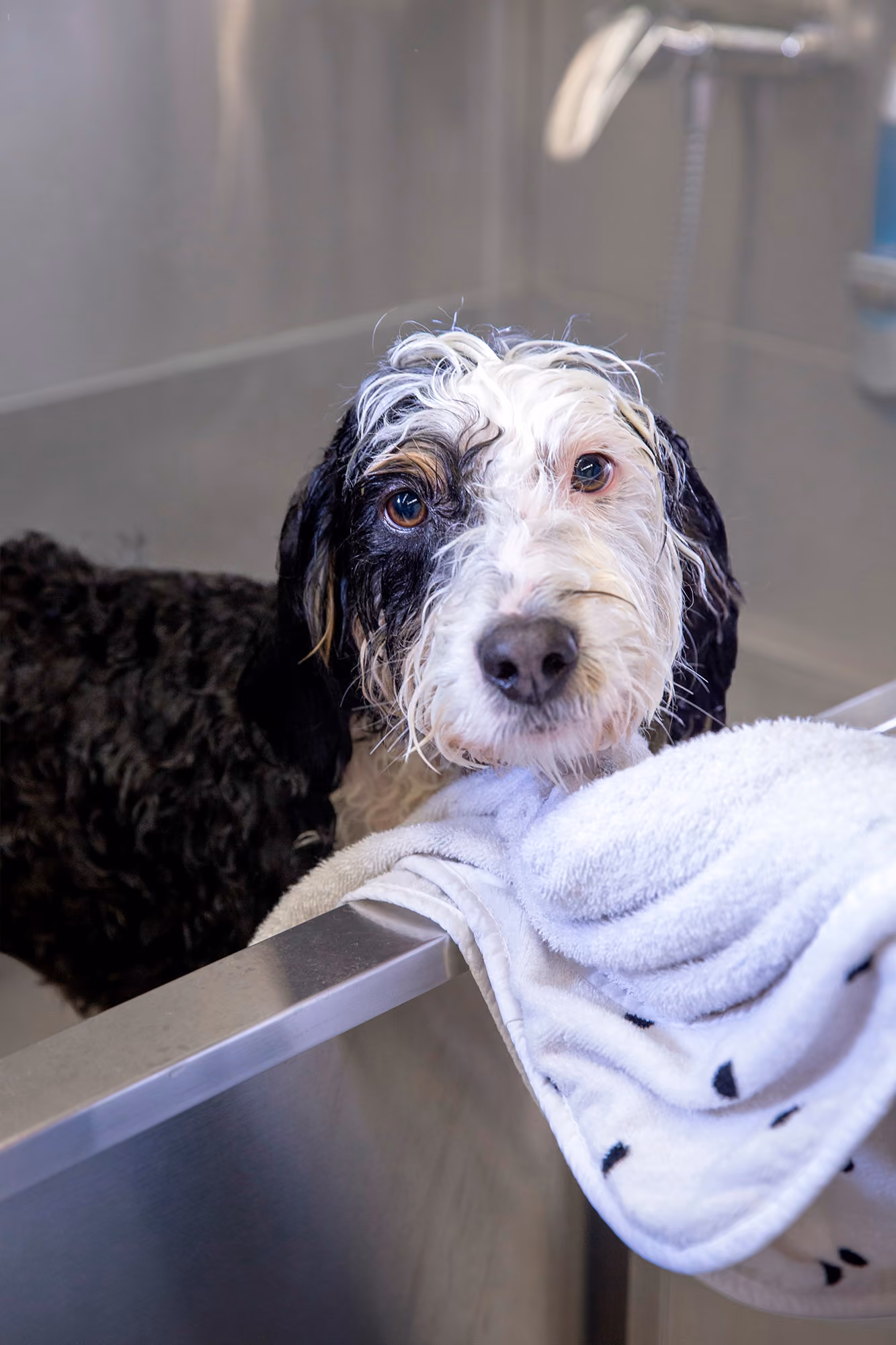 Dog being washed in washing basin looking at camera