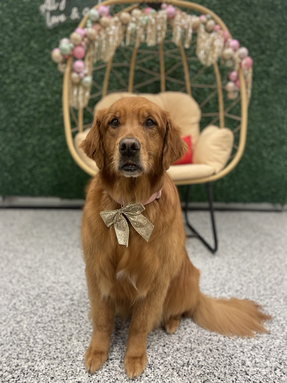 Featured freshly groomed dog