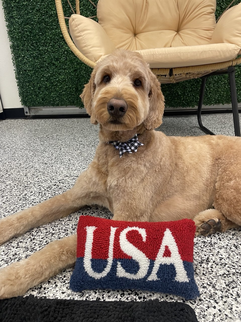 Photo of Harvey, or a favorite grooming moment