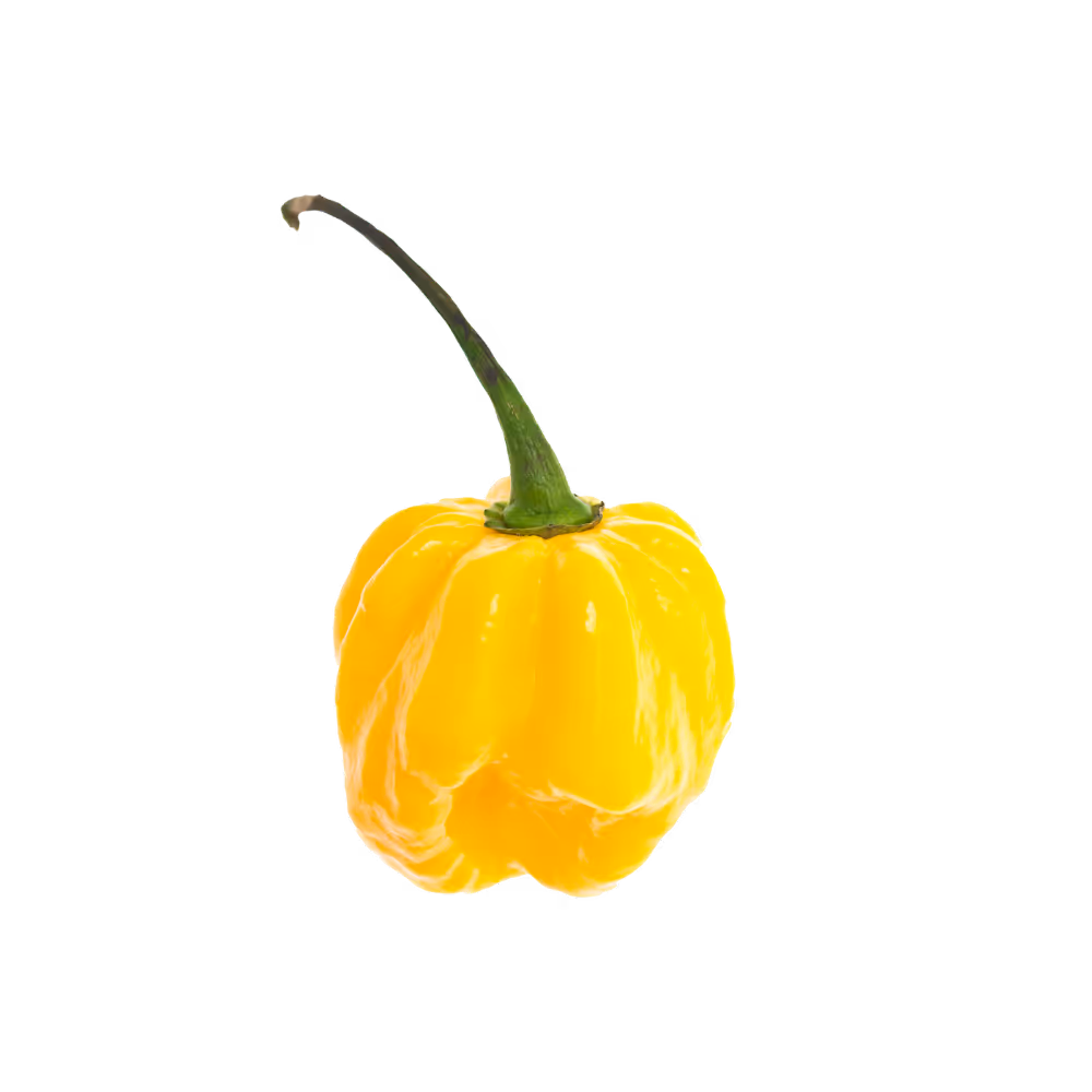 Yellow Habanero Pepper