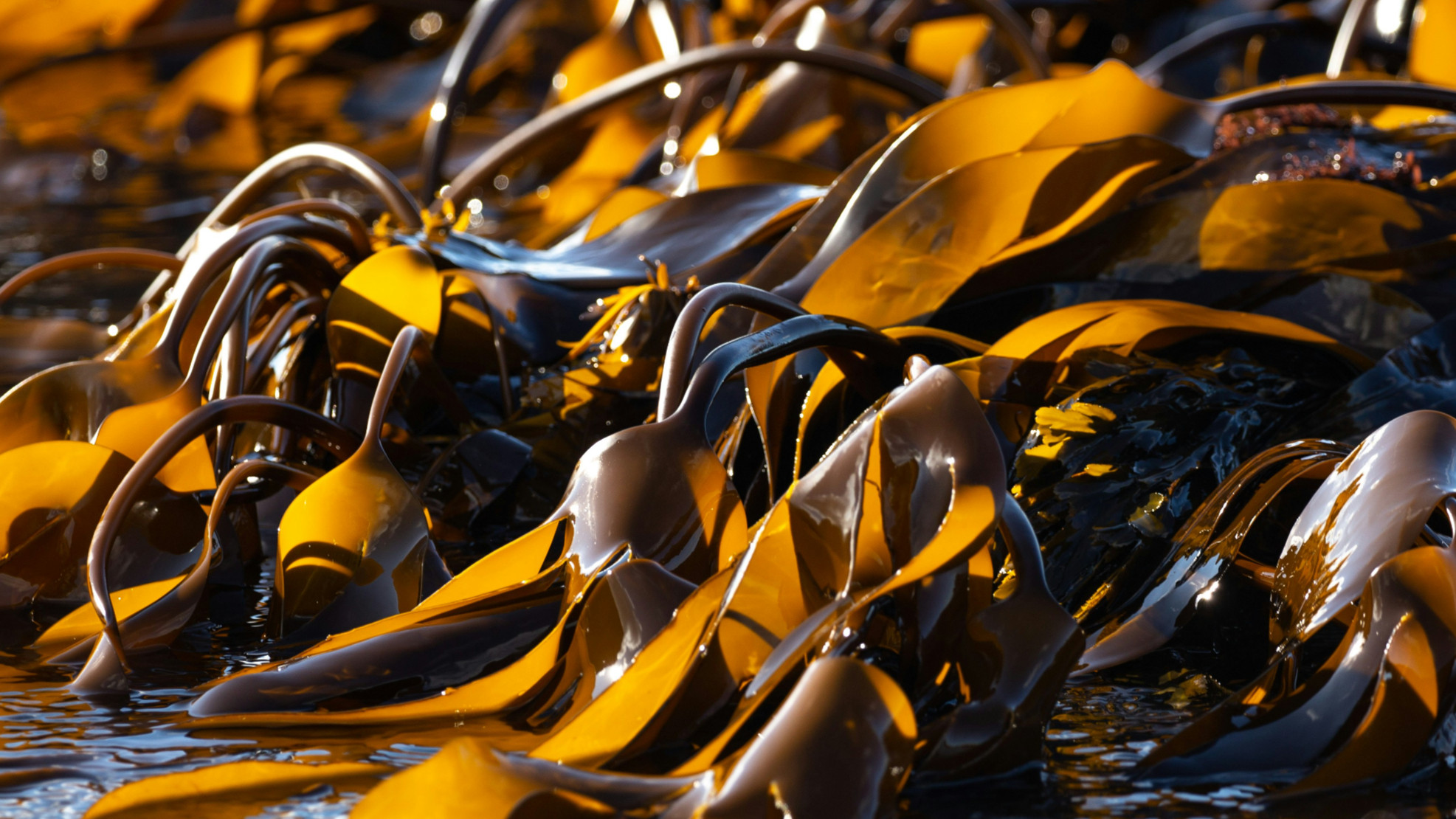 FoodBev article - Marine Biologics seaweed powder for protein stabilisation