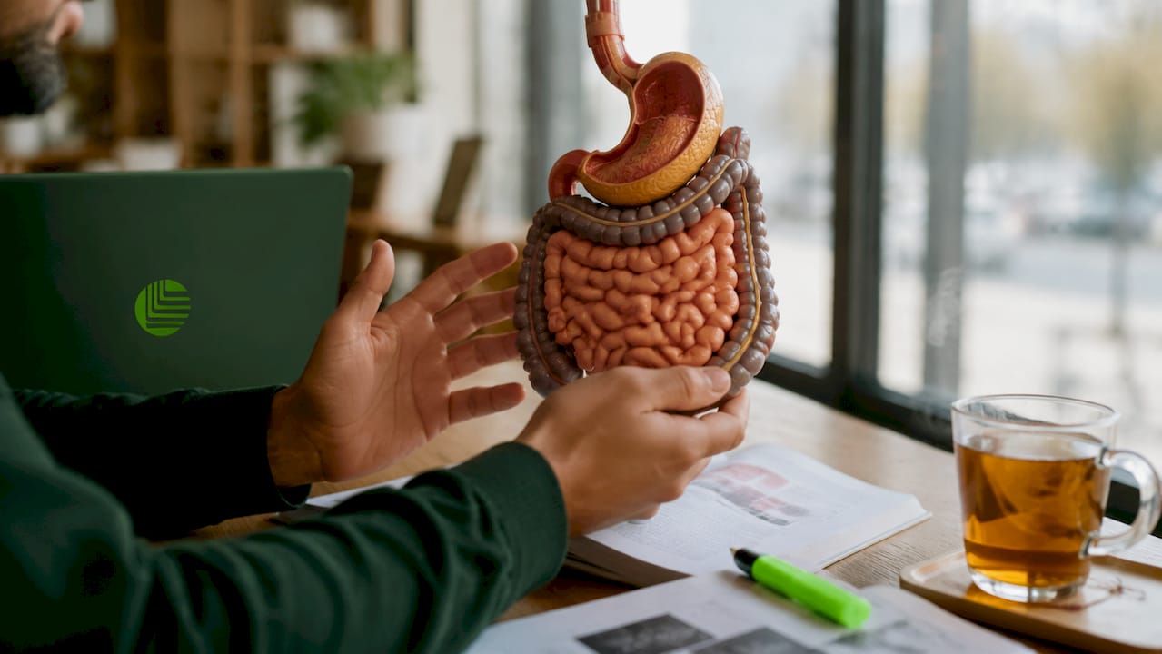 Hands demonstrating gastrointestinal tract model