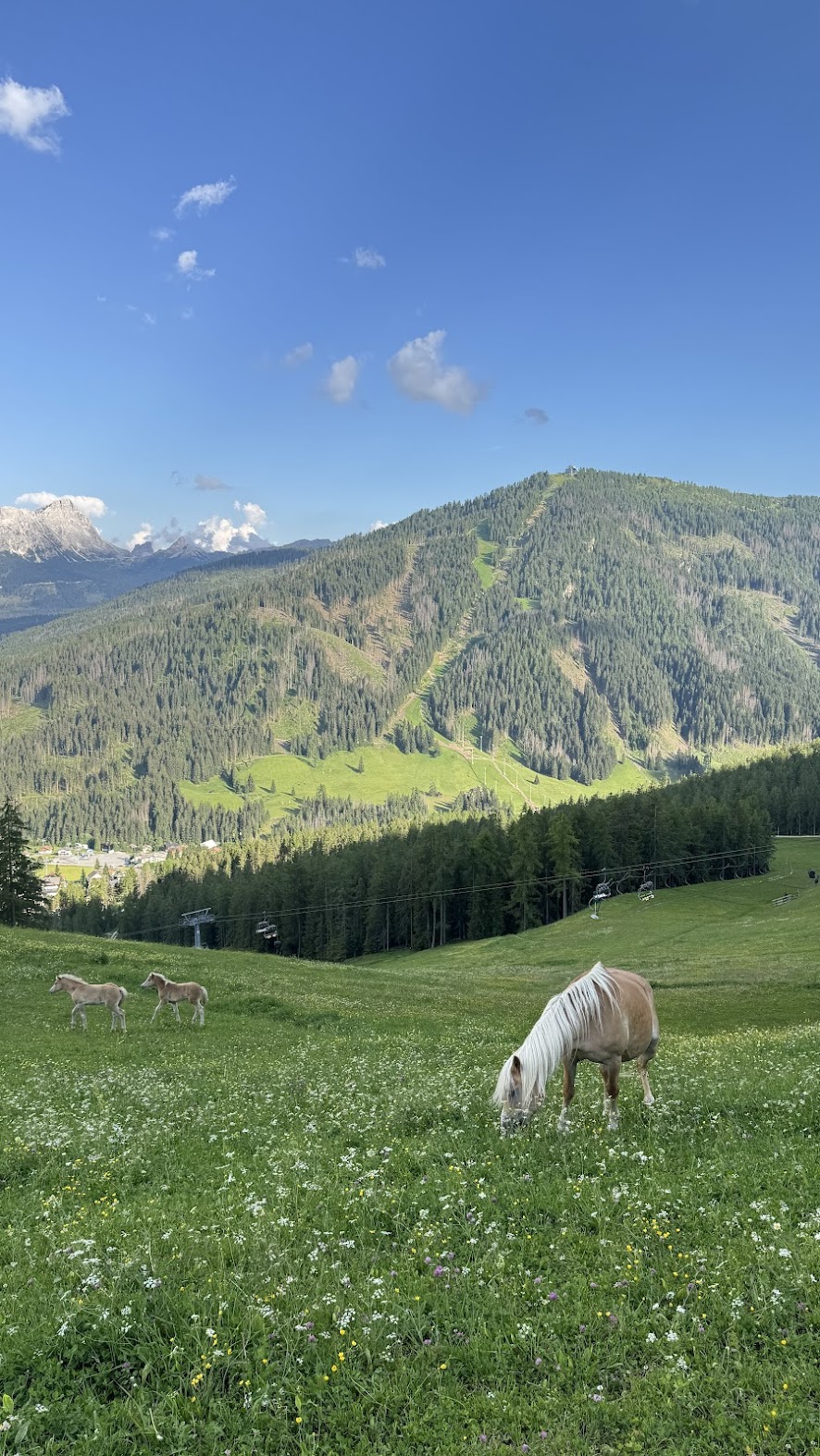 Foals grazing on a green meadow in Alta Badia, chairlift and forested slopes behind